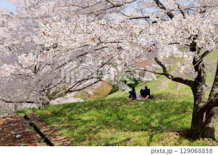 満開の桜　ソメイヨシノの花 129068838