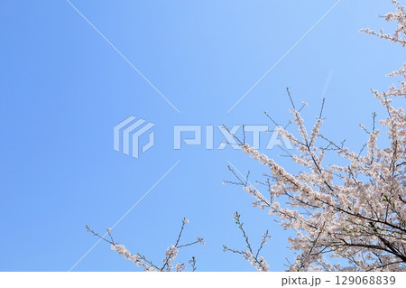 春の便り 満開の桜 春の便り 満開の桜 129068839