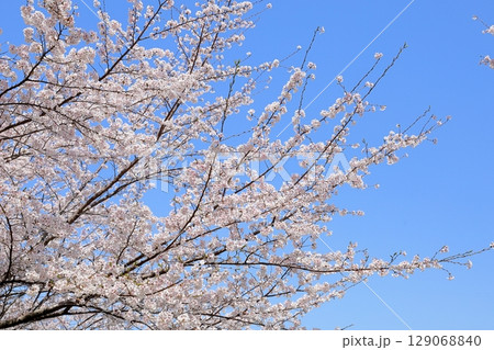 春の便り　満開の桜 129068840