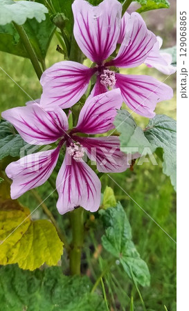 美しい紫のウスベニアオイ 美しい紫のウスベニアオイ 129068865