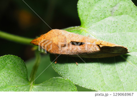 アカエグリバ 129068967