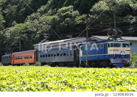 静岡名物お茶畑の中をのんびりと走る大井川鉄道E31形牽引のブルートレイン急行_2025/7/20撮 静岡名物お茶畑の中をのんびりと走る大井川鉄道E31形牽引のブルートレイン急行_2025/7/20撮 129069036