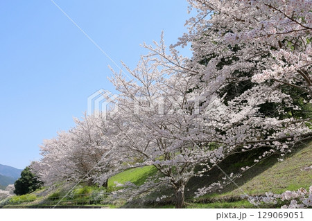 満開の桜　ソメイヨシノの花 129069051