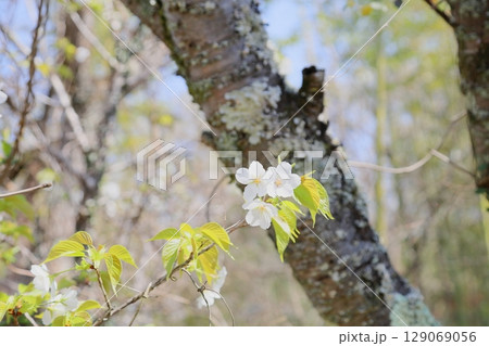オオシマザクラの花 満開 オオシマザクラの花 満開 129069056