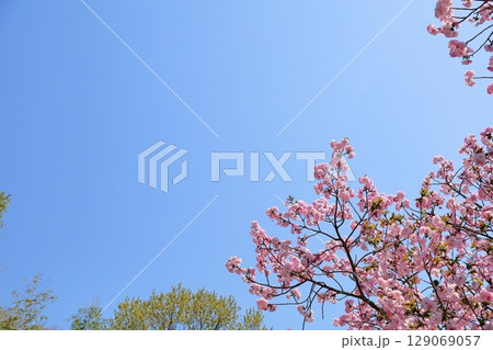 春の便り 八重桜 満開 春の便り 八重桜 満開 129069057
