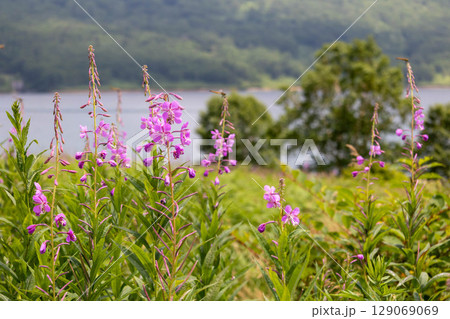 夏の野反湖　ヤナギランの群生地　テン場のお花畑 129069069