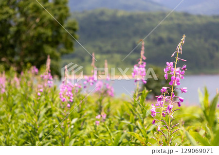 夏の野反湖　ヤナギランの群生地　テン場のお花畑 129069071
