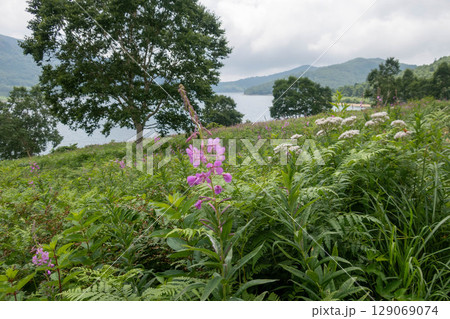 夏の野反湖 ヤナギランの群生地 テン場のお花畑 夏の野反湖 ヤナギランの群生地 テン場のお花畑 129069074