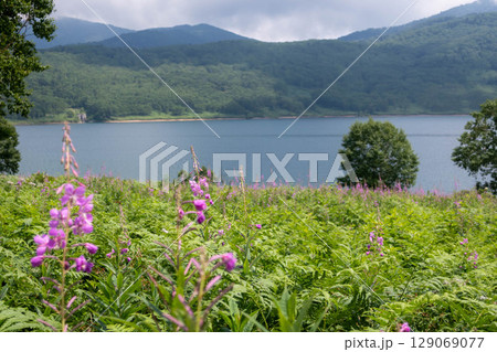 夏の野反湖　ヤナギランの群生地　テン場のお花畑 129069077