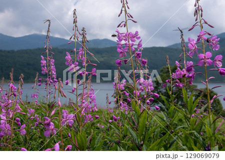 夏の野反湖 ヤナギランの群生地 テン場のお花畑 夏の野反湖 ヤナギランの群生地 テン場のお花畑 129069079