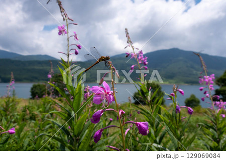 夏の野反湖　ヤナギランの群生地　テン場のお花畑 129069084