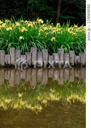 北海道岩見沢市、あやめ公園の水辺で咲くハナショウブ【7月】 北海道岩見沢市、あやめ公園の水辺で咲くハナショウブ【7月】 129069088