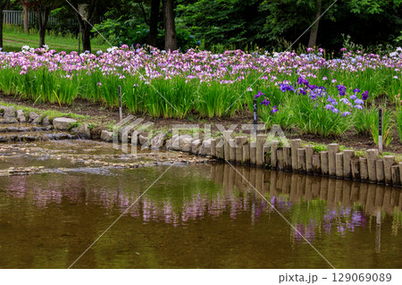 北海道岩見沢市、あやめ公園の水辺で咲くハナショウブ【7月】 129069089