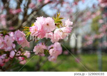ヤエザクラの花　満開 129069193