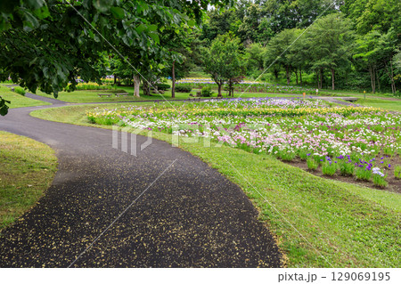 北海道岩見沢市、ハナショウブが咲き誇るあやめ公園【7月】 129069195