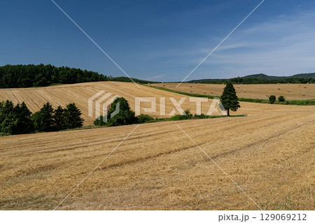 麦ロールの丘 129069212