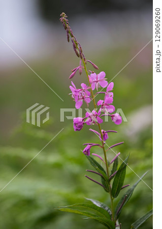 夏の野反湖　ヤナギランの群生地　テン場のお花畑 129069260