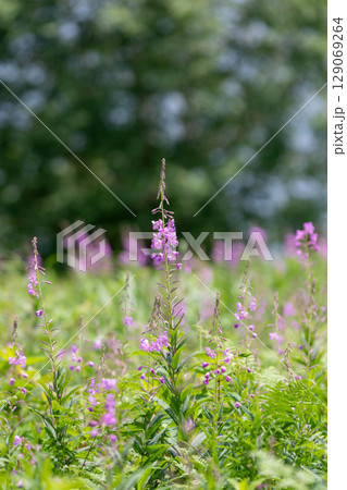夏の野反湖　ヤナギランの群生地　テン場のお花畑 129069264