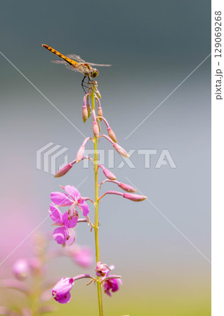 夏の野反湖　ヤナギランの群生地　テン場のお花畑 129069268