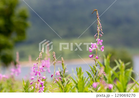 夏の野反湖　ヤナギランの群生地　テン場のお花畑 129069270