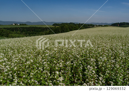 蕎麦畑の丘 蕎麦畑の丘 129069332