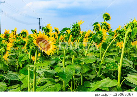 輝くひまわり 夏のイメージ 輝くひまわり 夏のイメージ 129069367