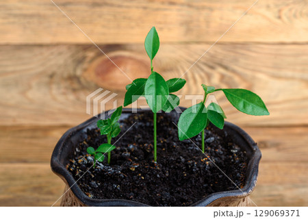 Three mandarin sprouts in a flower pot on a wooden background. 129069371