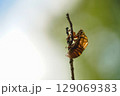 木に止まるセミの抜け殻 129069383