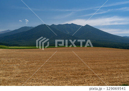 富良野岳と麦畑 129069541