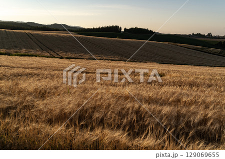 麦畑の見える丘 129069655