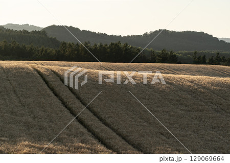 麦畑の見える丘 麦畑の見える丘 129069664