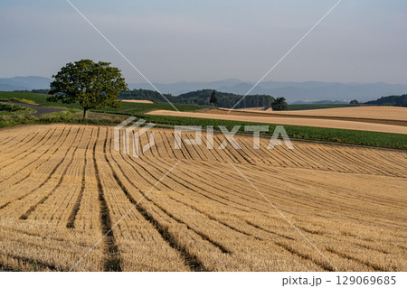 麦畑の見える丘 129069685