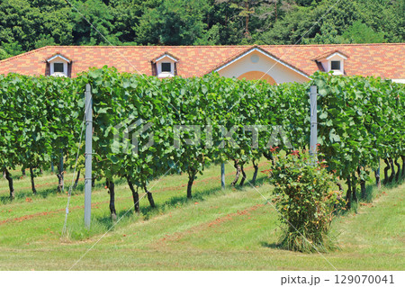 夏のの安曇野ワイナリー 129070041