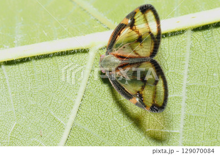 スケバハゴロモ スケバハゴロモ 129070084