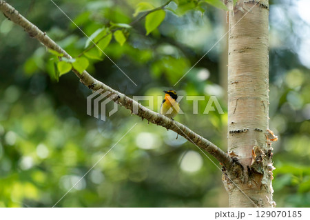 枝にとまるキビタキ 129070185