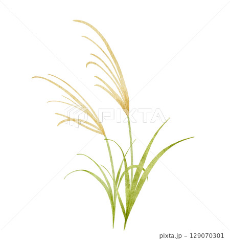 水彩で描いたススキのイラスト 水彩で描いたススキのイラスト 129070301