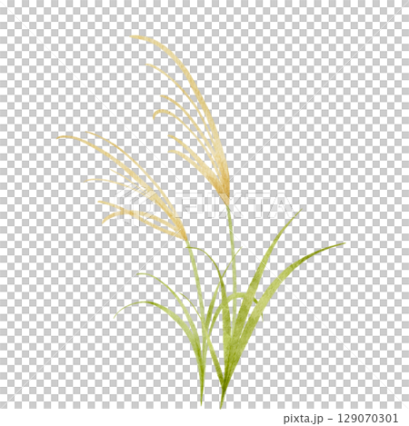 水彩で描いたススキのイラスト 水彩で描いたススキのイラスト 129070301