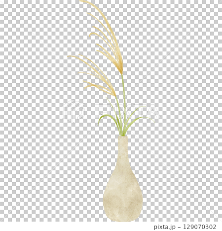 Watercolor illustration of Japanese pampas grass 129070302