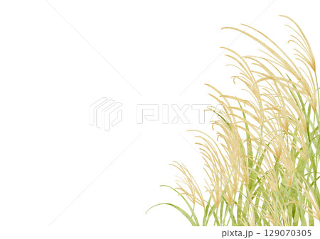 水彩で描いたススキのイラスト 129070305