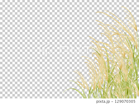 水彩で描いたススキのイラスト 129070305