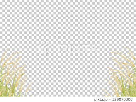 水彩で描いたススキのイラスト 水彩で描いたススキのイラスト 129070306