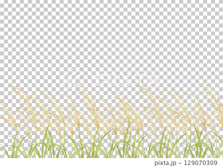 水彩で描いたススキのイラスト 129070309