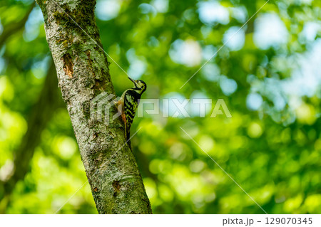 枝にとまるオオアカゲラ 129070345