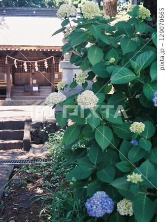 紫陽花と神社を写したフィルム写真 紫陽花と神社を写したフィルム写真 129070665