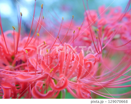 満開の彼岸花を青みがからせて優しい雰囲気になるように撮った写真 129070668