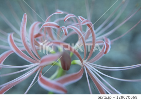 彼岸花の亜種である白い縁取りにピンク色のニシキヒガンバナの接写写真 彼岸花の亜種である白い縁取りにピンク色のニシキヒガンバナの接写写真 129070669