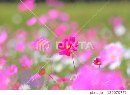 コスモス畑 コスモス コスモス畑 コスモス 129070771