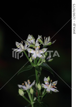 アケボノソウ 曙草 129070775