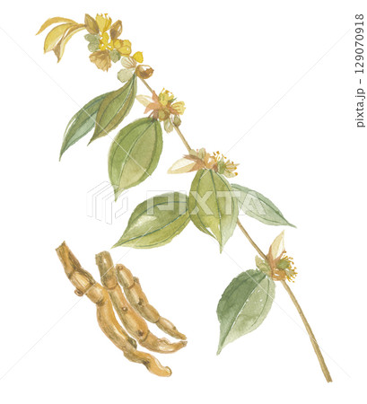 水彩で描いたテンダイウヤクの花と根　天台烏薬 129070918