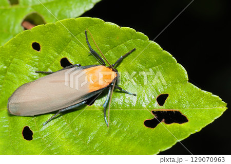 ヨツボシホソバ（オス） 129070963